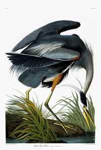 Audubon's Great Blue
                    Heron
