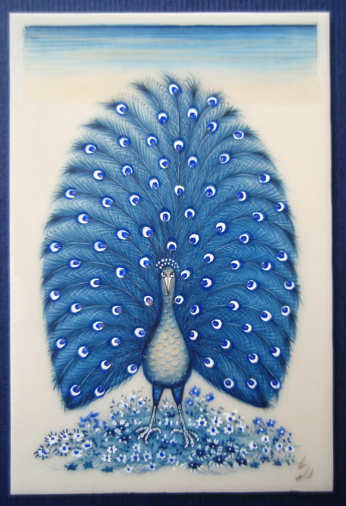 Blue Peacock B