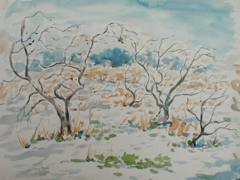 Apple Trees In Winter With Lingering Fruit