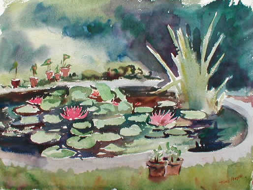 Lily Pads And Pond
